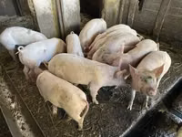 Pigs (batch, sex not specified), Pigs — photo 5