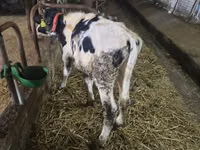Бух, Russian Black pied cattle — 2 зураг