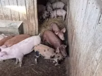 Pigs (batch, sex not specified) — photo 7