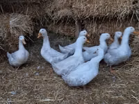 American Pekin — photo 8