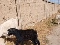 公山羊, Goats — 照片 4