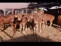 ثور, بقرة ليموزين — الصورة 2