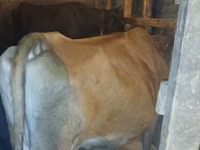 Cow, Wild yak — photo 3