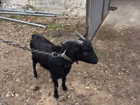 Billy Goat, Murcia-Granada goats — photo 2