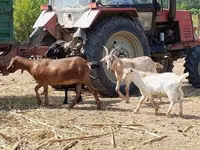 Cabra, Nubian Goat — foto 1