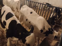 Bulle, Russian Black pied cattle — Foto 6