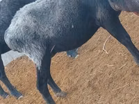 Sheep (batch, sex not specified), Sheep — photo 3