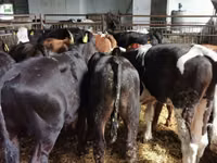 Бух, Simmental cattle — 2 зураг