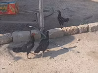 Chickens — الصورة 2