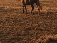 घोड़ा, Altai horse — फ़ोटो 1