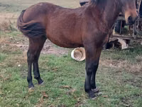 Caballo, Caballos — foto 2