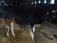 母牛, Holstein breed — 照片 1
