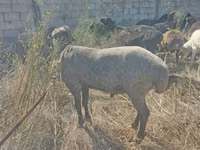 Ram, Arabi sheep — photo 3