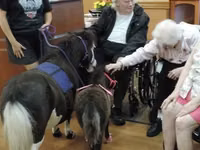 Mare, Miniature horse — photo 1
