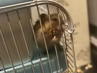 7 Hamster + qəfəs dəsti - Növbənöv xırda gəmirici üçün uyğun hamster — foto 5