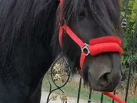 Horse (M), Fell pony — photo 1