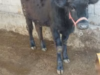 Cow, Cattle — photo 1