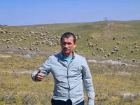 भेड़, Merino sheep — फ़ोटो 2