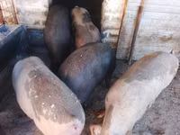 Cerdos (lote, sexo no especificado), Cerdos — foto 4