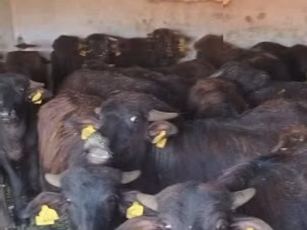 मवेशी (लॉट, लिंग निर्दिष्ट नहीं), अफ्रीकी भैंस