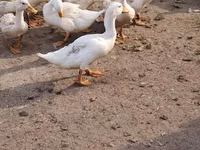 American Pekin — photo 1