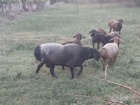 मेढ़ा, Edilbay sheep — फ़ोटो 5