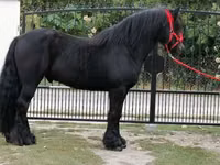 Адуу, Fell pony — 4 зураг
