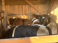 Cattle (batch, sex not specified), Simmental cattle — photo 5