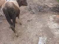 ثور, الماشية — الصورة 4