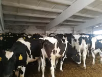 Cow, Holstein breed — photo 1