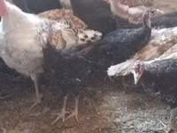 Turkeys — 照片 3
