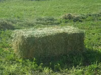 cumpar lucerna — 1 зураг