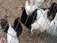 Gallo de pelea de fosa australiano — foto 1