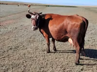 母牛, Kazakh White-headed cow — 照片 5