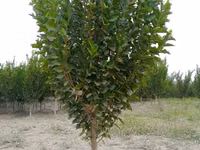SADA KAYRAGACH (Chinni gujum) — Foto 2