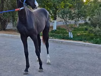 Адуу, Akhal-Teke — 3 зураг