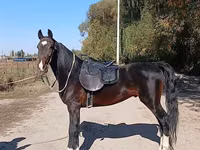 Адуу, French Trotter — 4 зураг