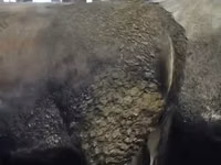 Үнээ, Swiss cattle — 4 зураг