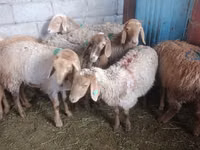 Oveja, Arashan sheep — foto 3