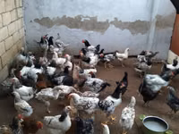 Chickens — 1 зураг