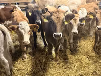 Kuh, Simmental cattle — Foto 3