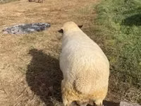 Хуц, Hampshire sheep — 4 зураг