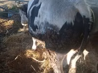 ثور, Simmental cattle — الصورة 2