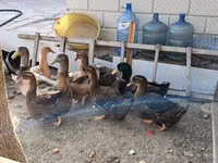 ساكسوني — الصورة 8