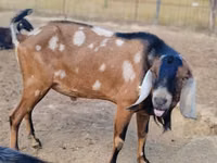 母山羊, Nubian Goat — 照片 3