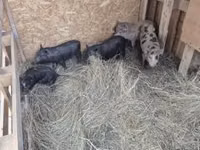 Schweine (Partie, Geschlecht nicht angegeben) — Foto 1