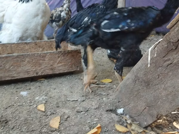 Brahma