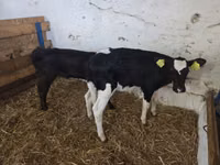 गाय, Russian Black pied cattle — फ़ोटो 3