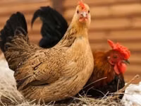 Japanisches Bantam — Foto 2