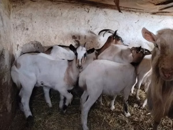 母山羊, Goats
